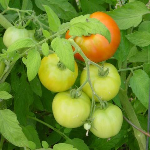 Picture of tomato
